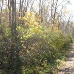 Iowa Foliage